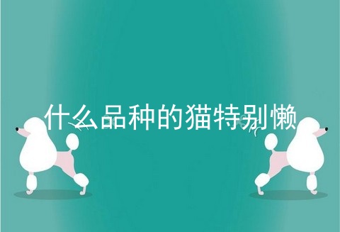 什么品种的猫特别懒