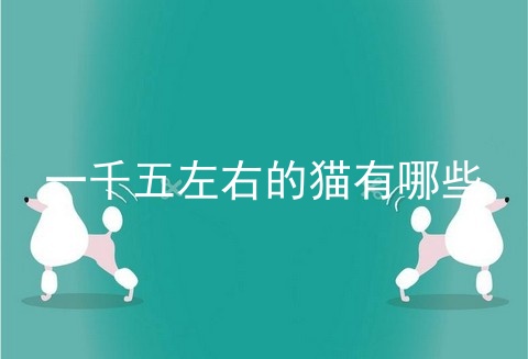 一千五左右的猫有哪些