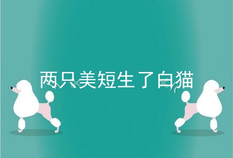 两只美短生了白猫