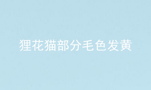 狸花猫部分毛色发黄