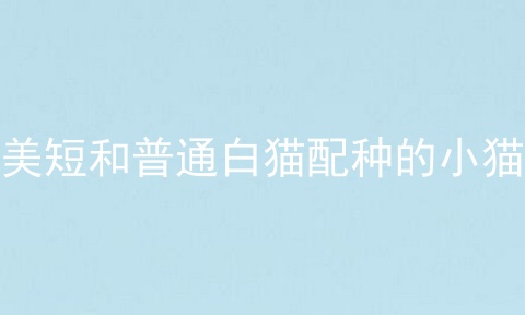 美短和普通白猫配种的小猫