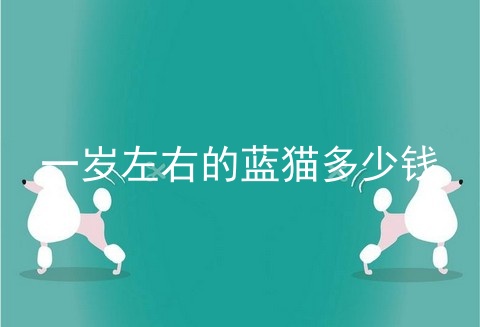 一岁左右的蓝猫多少钱