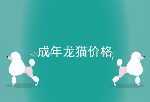 成年龙猫价格