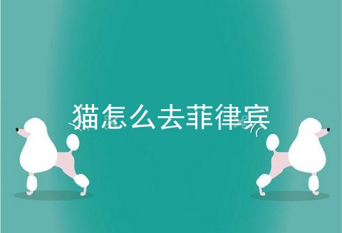 猫怎么去菲律宾