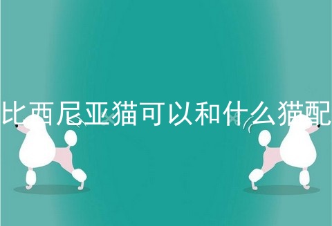 阿比西尼亚猫可以和什么猫配种