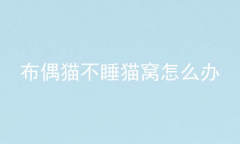 布偶猫不睡猫窝怎么办