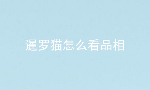 暹罗猫怎么看品相