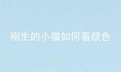 刚生的小猫如何看颜色