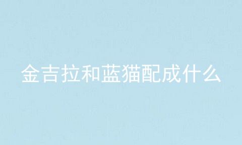金吉拉和蓝猫配成什么