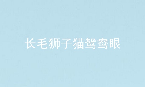 长毛狮子猫鸳鸯眼