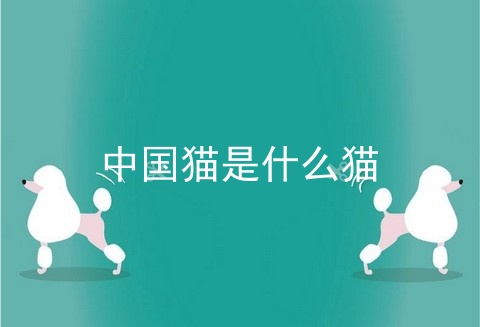 中国猫是什么猫