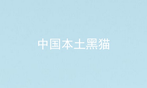 中国本土黑猫