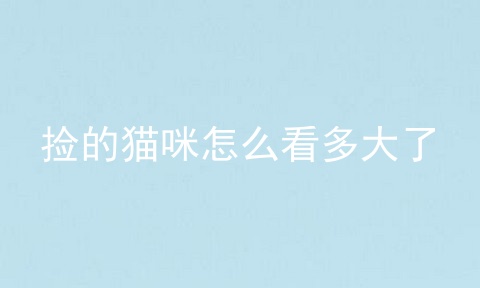 捡的猫咪怎么看多大了