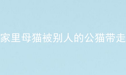 家里母猫被别人的公猫带走