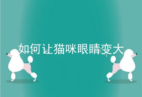 如何让猫咪眼睛变大