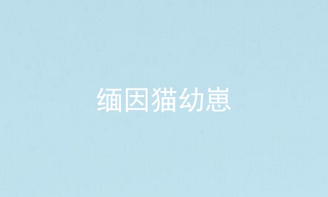 缅因猫幼崽