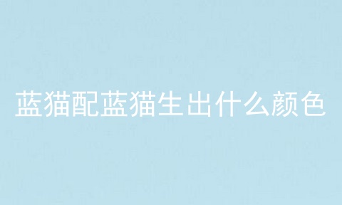 蓝猫配蓝猫生出什么颜色