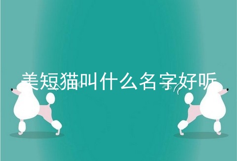 美短猫叫什么名字好听