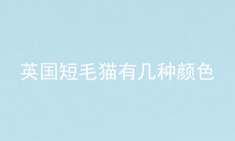 英国短毛猫有几种颜色