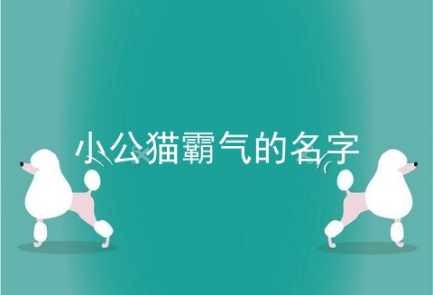 小公猫霸气的名字