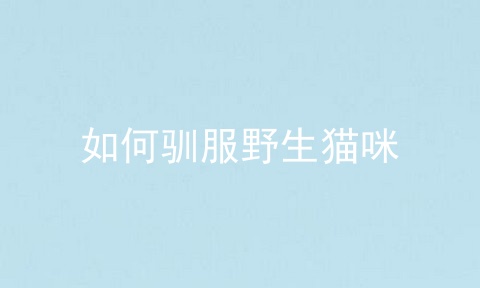 如何驯服野生猫咪