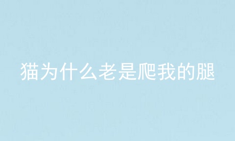 猫为什么老是爬我的腿