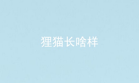 狸猫长啥样