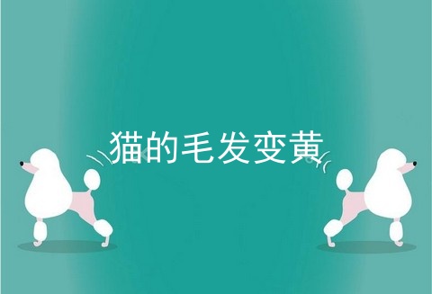 猫的毛发变黄