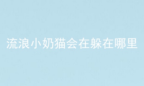 流浪小奶猫会在躲在哪里