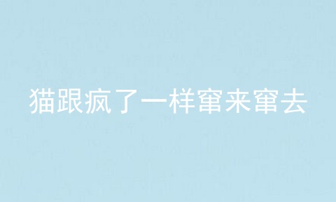 猫跟疯了一样窜来窜去