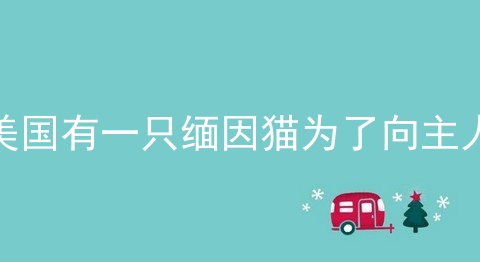 美国有一只缅因猫为了向主人