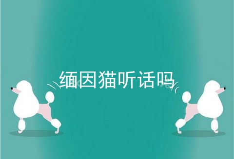 缅因猫听话吗