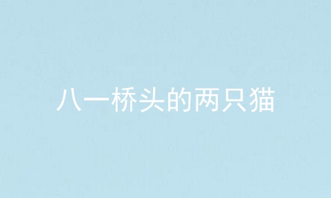 八一桥头的两只猫