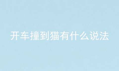 开车撞到猫有什么说法