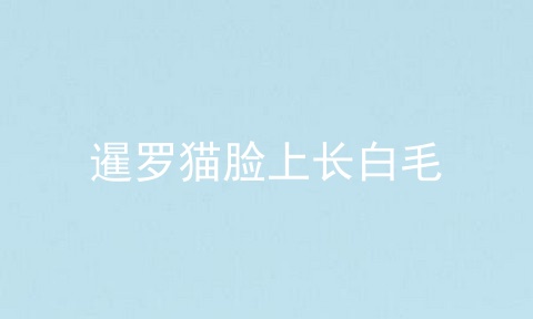 暹罗猫脸上长白毛