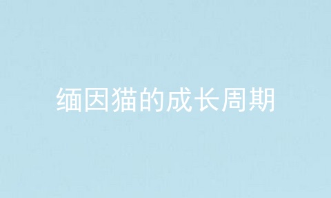 缅因猫的成长周期