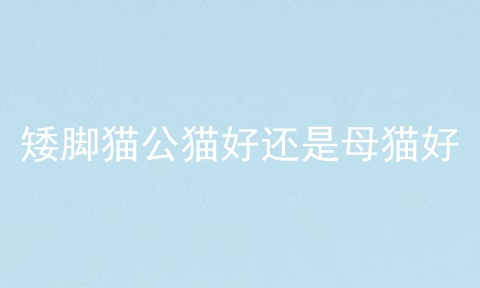 矮脚猫公猫好还是母猫好