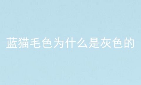 蓝猫毛色为什么是灰色的