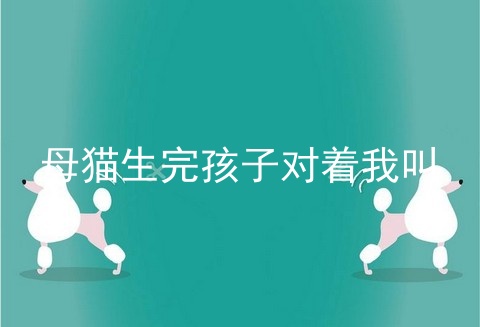 母猫生完孩子对着我叫