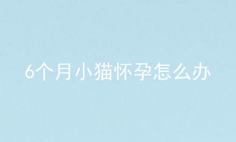 6个月小猫怀孕怎么办