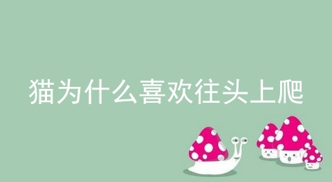 猫为什么喜欢往头上爬