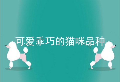 可爱乖巧的猫咪品种