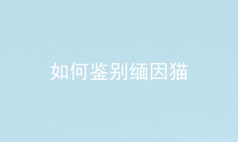 如何鉴别缅因猫