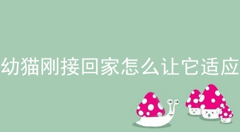 幼猫刚接回家怎么让它适应