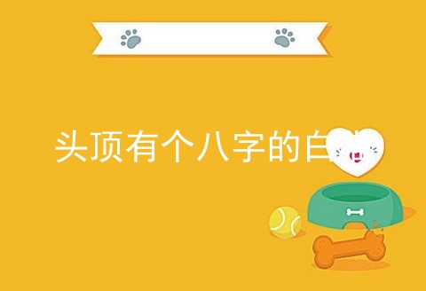 头顶有个八字的白猫