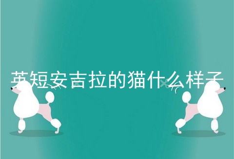 <a href=/cat/13.html target=_blank class=infotextkey>英短</a>安吉拉的猫什么样子