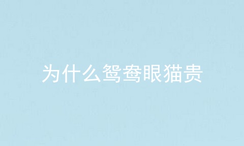 为什么鸳鸯眼猫贵