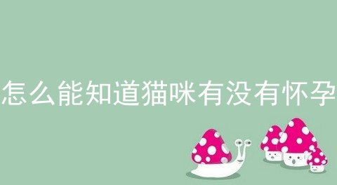怎么能知道猫咪有没有怀孕