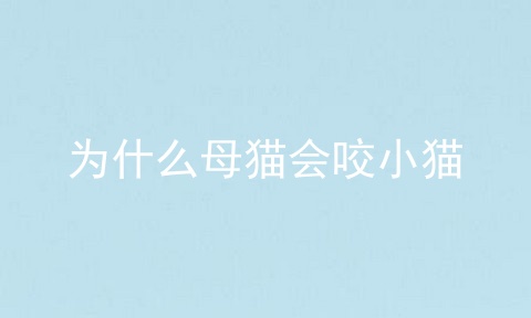 为什么母猫会咬小猫