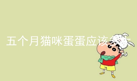 五个月猫咪蛋蛋应该多大